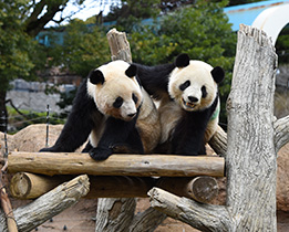 恩賜上野公園（ジャイアントパンダ）